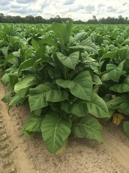 Thumbnail image for Tobacco - Molybdenum (Mo) Deficiency